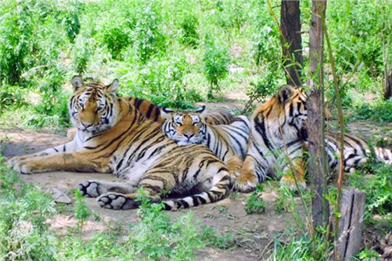 八達(dá)嶺動(dòng)物園