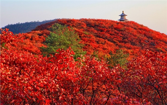 嵩山紅葉中原第一紅