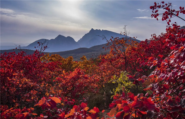 漫山紅葉秋意濃，嵩陽(yáng)煤機(jī)歡迎您?。。?
                                        title=